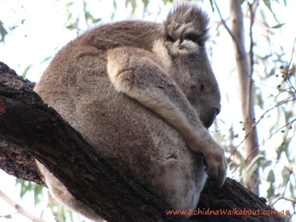 koala fur compared to polar bear