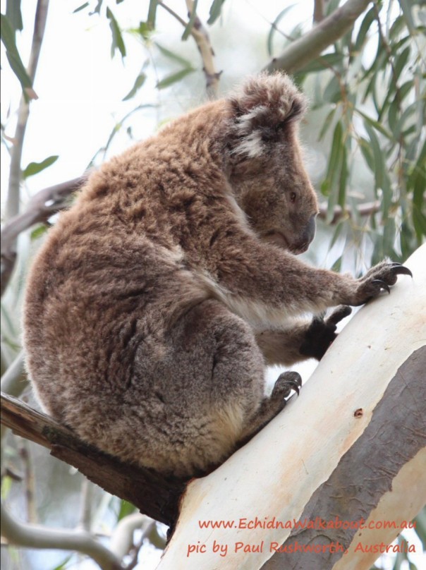koala fur highly insulating