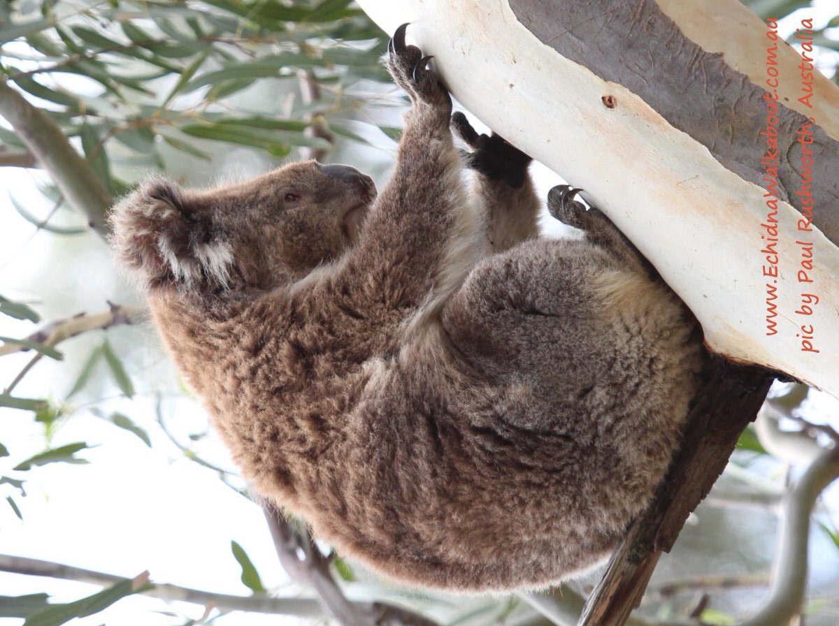 Koala Essay - Words | Cram