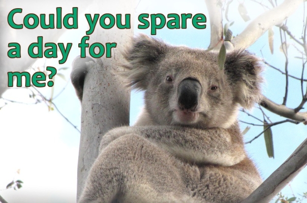 spend a day helping koalas