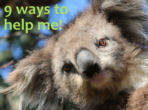 9 ways to help koalas