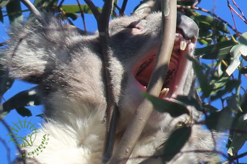 Koala Clancy singing