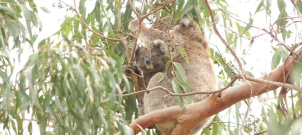 koala joey with mother