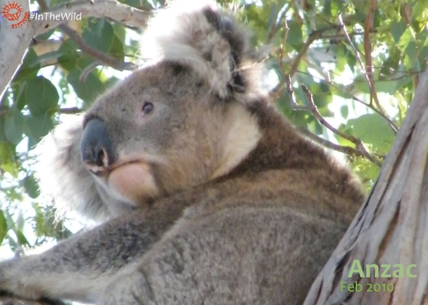 dominant male koala melbourne