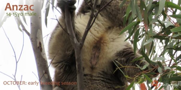 ANZAC-male-koala-scent-gland-221017klp05wmlowrestext-min