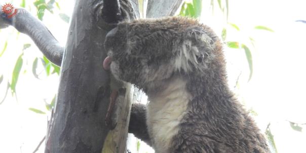 wild koala drinking by licking rain