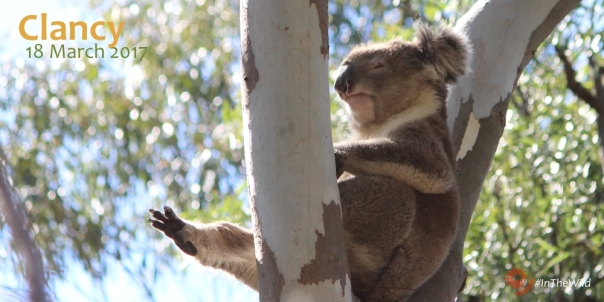 male koala confident posture