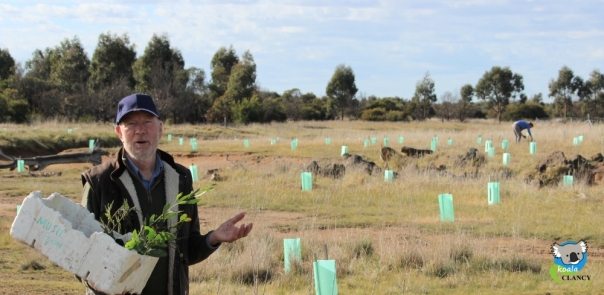 farmer planting trees for koalas