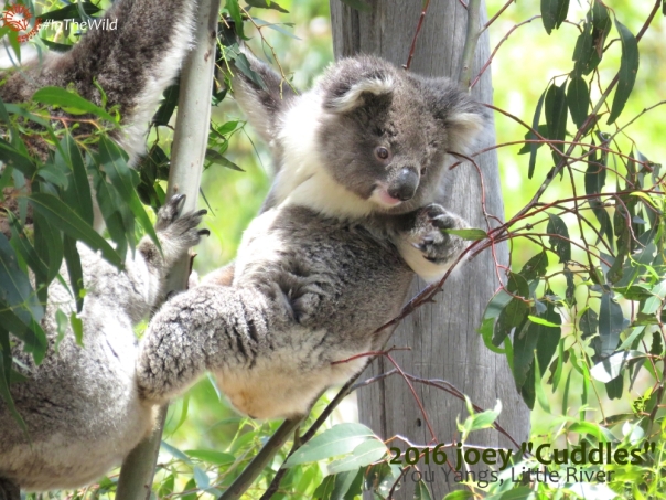 cuddles-baby-koala-you-yangs-281116klp09wmlowtext
